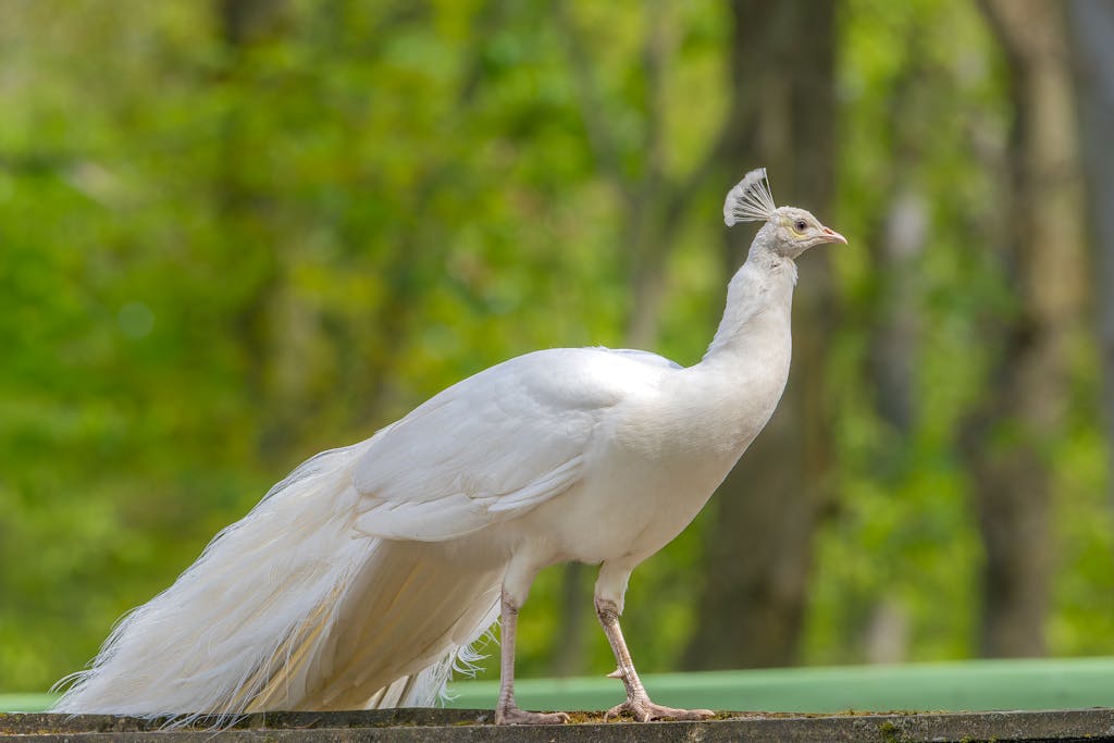 White Peacock in a Park